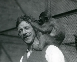 En ung apa som sköter Flewins hår, London Zoo 1928 (s/v foto)