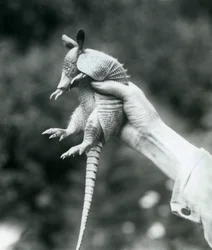 En ung niobandad bältdjurNiobandad långnosig bältdjur som hölls upp i en målvaktshand, London Zoo, augusti 1926