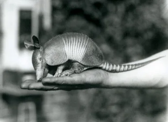 En ung niobandad bältdjur, eller niobandad bältdjur som vilar på en öppen handflata, London Zoo, augusti 1926