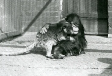 En ung orangutang kramar en trädkänguru på London Zoo 1927 (s/v foto)