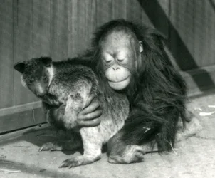 En ung orangutang kramar en trädkänguru på London Zoo 1927