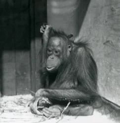 En ung orangutang sitter i sitt inhägnad på London Zoo, oktober 1925