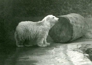 En ung isbjörn på London Zoo i november 1924