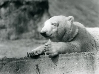 En ung isbjörn vilar på en betongkant på London Zoo 1927