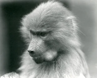 En ung helig babian med kindpåsen full, London Zoo, 1925