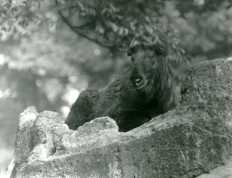 En ung Takin, även känd som en sämskskinn eller Gnu-get, vilar på en sten, London Zoo, juni 1924