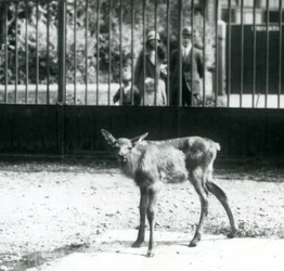 En ung Wapiti/Elk står i sin hage, med besökare som tittar på genom barer, London Zoo, augusti 1927 (s/v foto)