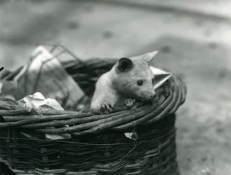 En ung albino Opossum tittar ut ur en korg på London Zoo, oktober 1920