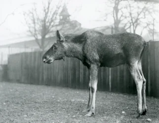 En ung tjur Älg/älg, med sår från nyligen fällda horn, som står i sin hage på London Zoo (s/v foto)