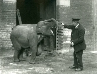 En ung indisk elefanthona tillsammans med djurskötare H. Robertson, London Zoo, 22 februari 1922.