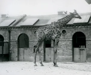 En ung manlig giraff som står i sin hage framför Giraffe House, London Zoo