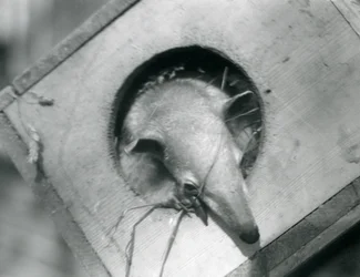 En ung tamandua tittar ut ur sin holk, London Zoo, april 1925