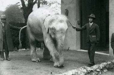 AlbinoWhite Burmese Elephant Pawah med skötare inklusive Dr. Saw Po Min, London Zoo, maj 1926