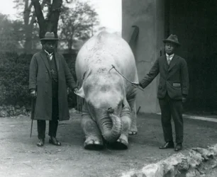 AlbinoWhite Elephant Pawah med Dr. Saw Po Min och Son, London Zoo, maj 1926