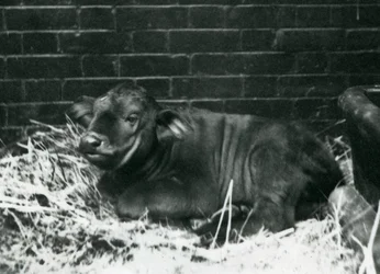 En buffelkalv från AfricanCape, född i menageriet den 8 februari 1927, liggande i halm, London Zoo, februari 1927