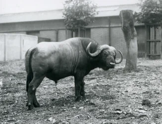 En afrikansk buffel, eller Cape Buffalo, som står i sin hage på London Zoo, 1927