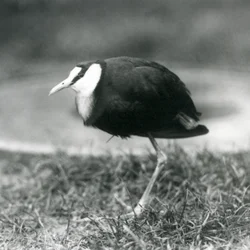 En afrikansk Jacana som står på gräs på London Zoo, augusti 1927