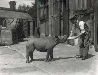 En afrikansk noshörning, Kathlene och målvakten Harry Warryck på ZSL London Zoo, september 1928