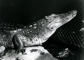 En amerikansk alligator på London Zoo i september 1924