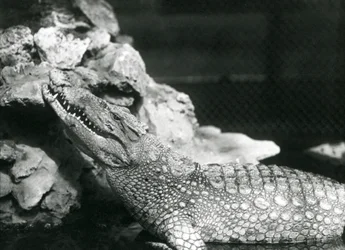 En amerikansk alligator vilar i en pool och tittar upp vid klipporna vid sidan av poolen, London Zoo