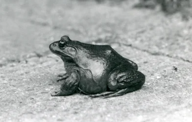 En amerikansk bullgroda, London Zoo, 1925