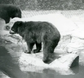 En andinsk glasögonbjörn som balanserar på en stock i en vattenpöl, London Zoo, juni 1925