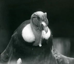 En andinkondor på London Zoo 1926