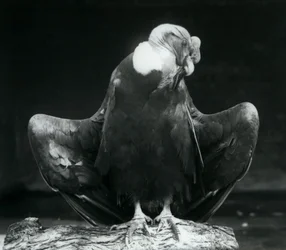 En Andinsk kondor vilande på en stock, London Zoo, 1925