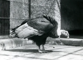 En Andesgam som står på golvet i sin inhägnad vid London Zoo i juli 1925