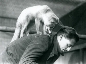 En arabisk rödräv tittar över axeln på målvakten F. Shelley, medan han står på rygg, när han böjer sig, London Zoo, 1925