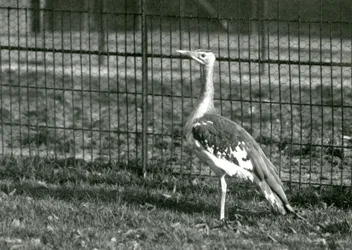 En arabisk bustard som står i sin inhägnad på London Zoo, 1924