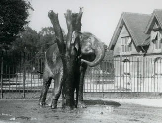 En asiatisk elefant som kliar bakom örat på skrapstolpen, i dess inhägnad, London Zoo