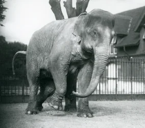 En asiatisk elefant som kliar sig mot ett dött träd, London Zoo