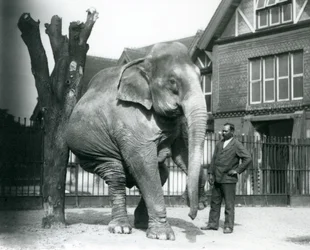 En asiatisk elefant som kliar sig mot ett dött träd, medan den balanserar på tre ben, med sin tränare, Syed Ali, tittar på, London Zoo