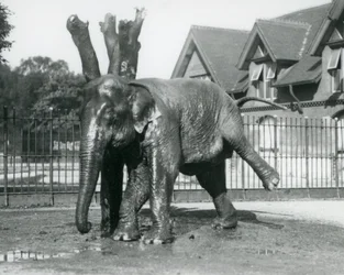En asiatisk elefant som kliar sig mot ett dött träd medan han balanserar på tre ben, London Zoo
