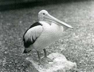 En australisk pelikan som står på en sten på London Zoo 1929