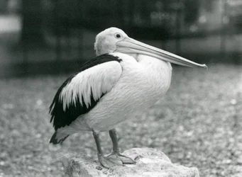 En australisk pelikan som står på en sten på London Zoo 1929