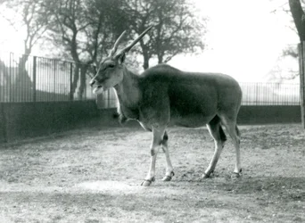 En eland i sin hage på London Zoo i juni 1925