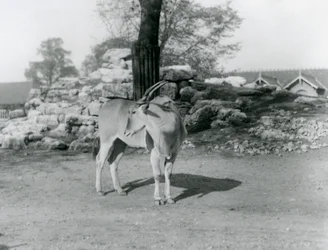 En eland som står i sin hage på London Zoo 1929 (s/v foto)