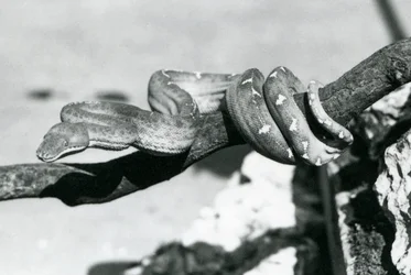 En smaragdträdsboa med sin kropp lindad längs en gren, London Zoo, oktober 1928 (s/v foto)