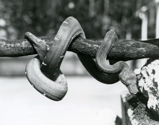 En smaragdträdsboa med sin kropp lindad längs en horisontell gren, tittar ner mot marken, London Zoo, oktober 1928 (s/v foto)