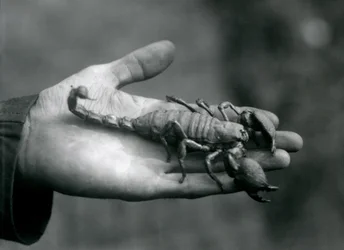 En kejsarskorpion som hölls i handflatan på en djurhållare, London Zoo, oktober 1925
