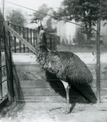 En Emu på London Zoo i september 1927