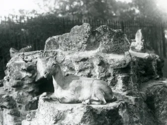 En stenbock från Himalaya som vilar på en klippavsats vid London Zoo, augusti 1927