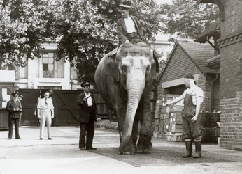 En indisk elefant som vägdes av djurhållare på London Zoo, augusti 1935