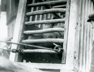 En indisk noshörning tittar ut ur sin transportlåda av trä vid ankomsten till London Zoo 1924 (s/v foto)