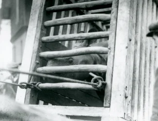 En indisk noshörning kikar ut ur sin transportlåda av trä vid ankomsten till London Zoo 1924