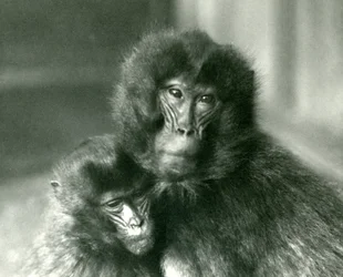 En vuxen och ung Gelada blödande hjärtapa på London Zoo i januari 1925