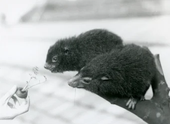 En vuxen och ung Western Tree Hyrax sitter på en gren och lutar sig över till en morotstopp som hålls för dem att äta, London Zoo