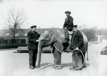 En baby indisk elefant med Keepers A. Church och H. Robertson på London Zoo, juni 1922
